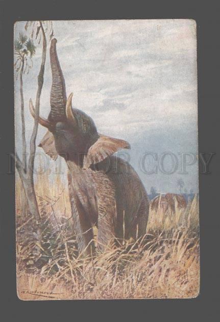 079309 ELEPHANT Elephas africanus Vintage color PC