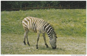 EDMONTON, Alberta, Canada, 1940-1960's; Native African Zebra, Alberta Game Farm