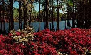 Greenfield Gardens,Wilmington,NC