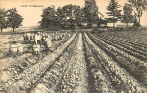 Vintage Postcard Maine Potato Farm Farmers Picking Potatoes In Field Agriculture