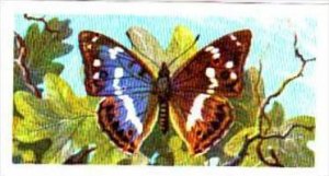 Brooke Bond Tea British Butterflies No 26 Purple Emperor