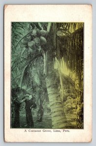 1908  Coconut Grove   Lima  Peru   Postcard