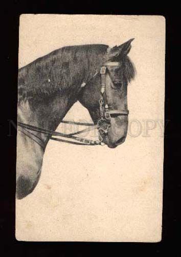 3002567 Head of Nice Black HORSE in Bridle Vintage russian PC