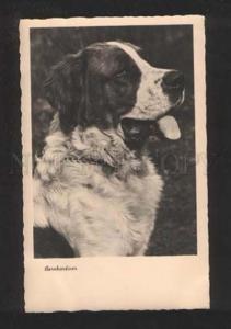 070251 SAINT BERNARD Dog Vintage PHOTO