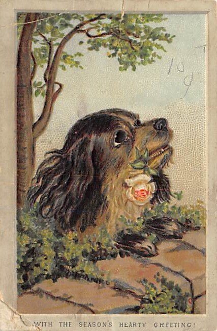 Dog Smaller than a normal postcard 