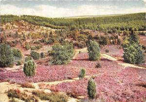 BG13235 luneburger heide totengrund   germany