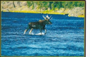 Montana Bull Moose Crossing Madison River