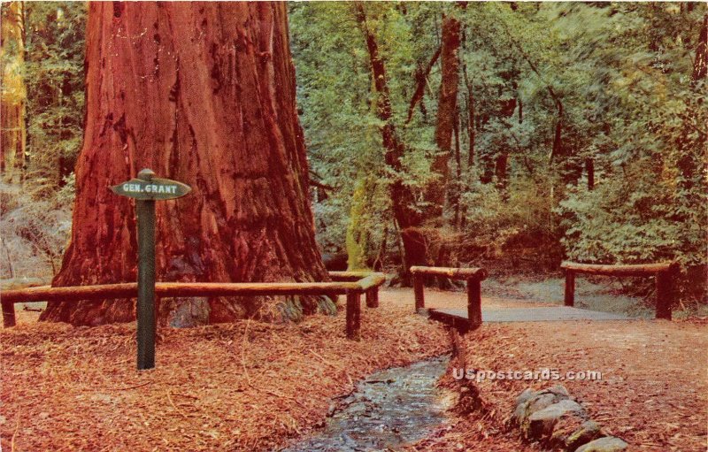 General Grant Tree - Santa Cruz County, CA