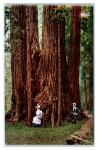 SANTA CRUZ, CA California ~ Ingersoll Redwoods BIG TREE GROVE c1910s Postcard