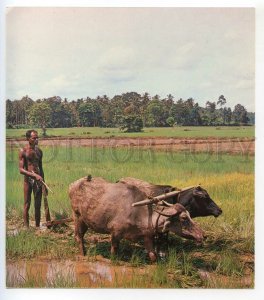 488792 1979 Speleo Diving Expedition Ceylon SRI LANKA rice cultivation Slovakia