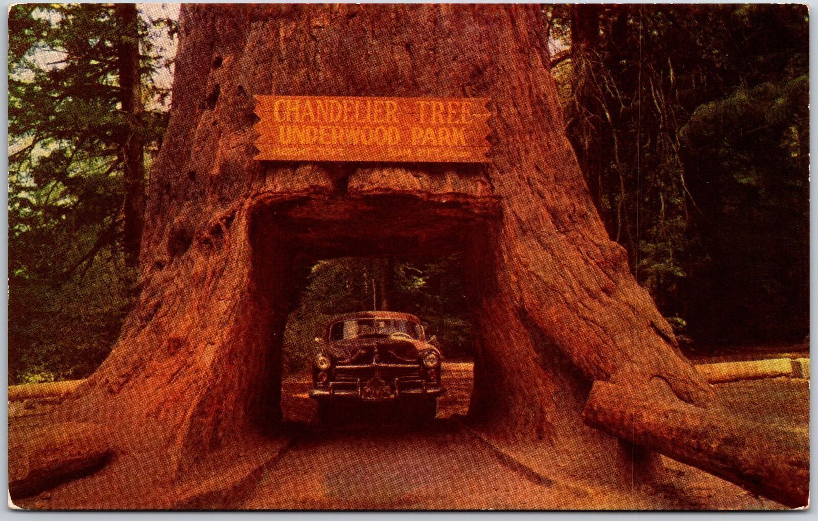 Chandelier Underwood Park Drive Thru Tree Redwood Highway California