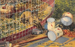 MIAMI, Florida FL ~MONKEY SUSIE Opening Jar PARROT JUNGLE PARK ca1940's Postcard