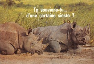 US22 Animals Rhinoceros joke africa