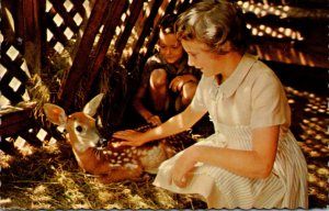 Canada Quebec Zoo Children's Zoo Young Girl Petting Fawn 1969