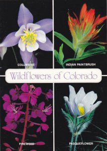 Colorado Wildflowers Columbine Indian Paintbrush Fireweed and Pasqueflower