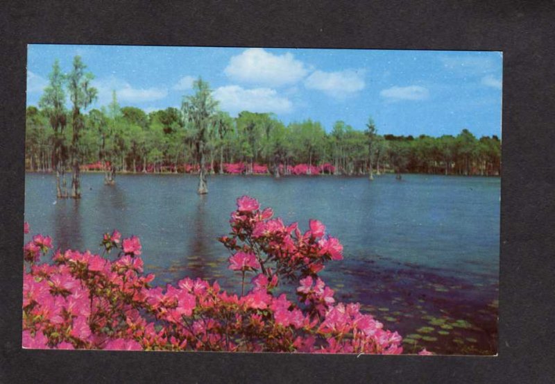 NC Greenfield Park  Flowers Wilmington North Carolina Postcard Azalea Festival