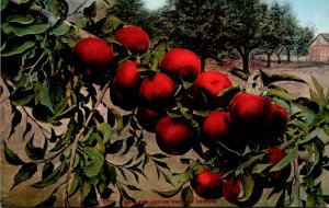 How Red Apples Grow In Oregon