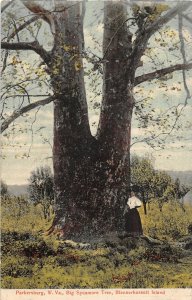 J20/ Parkersburg West Virginia W Va Postcard c1910 Blennerhassett Tree 304