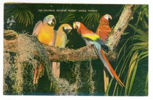 Saint Petersburg, Florida to Frewsburg, New York 1950 used Linen PPC, Macaws