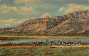 Linen Postcard; Sandia Peak & Needle, Sandia Mountains & Cattle, Albuquerque NM