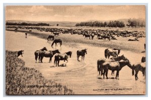 Hot Noon Round Up Horses Milestone Montana Huffman Photo UNP DB Postcard W15