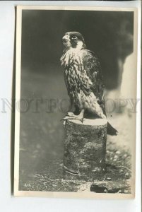 439243 ZOO St.David Peregrine FALCON Vintage PHOTO postcard