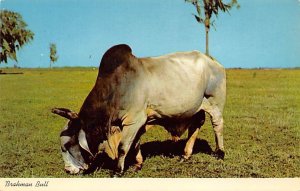 Brahman Bull Florida, USA Cow Unused 