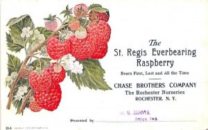 St Regis Everbearing Raspberry Rochester, New York  