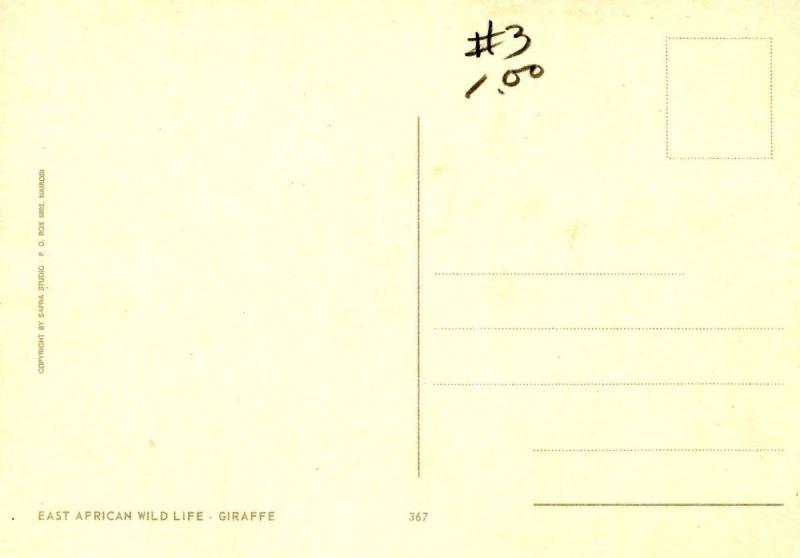 Africa - Giraffe