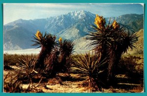 Western Desert - [MX-911]