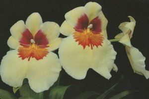 Miltoniopsis Everest Flower Orchid Eric Young Foundation Jersey Postcard