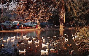 Fullerton California Hillcrest Park Duck Pond Vintage Postcard AA84312