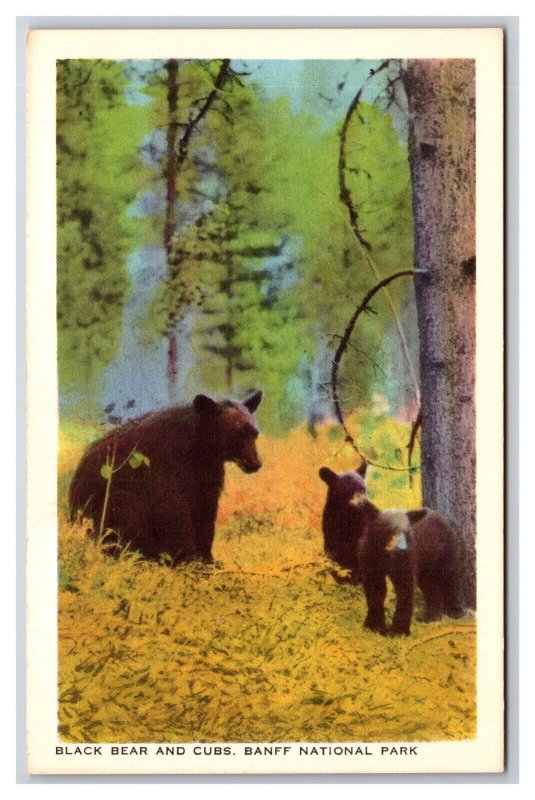 Black Bears and Cubs Banff National Park Alberta Canada UNP WB Postcard Y12