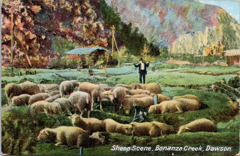 Sheep Scene Bonanza Creek Dawson YT Yukon Unused Postcard E78