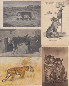 TIGERS TIGRES 27 Vintage ANIMALS Postcards pre-1940 (L3631)