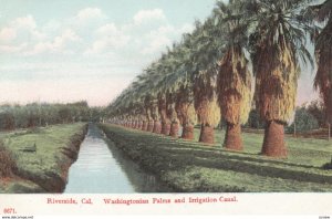 RIVERSIDE, California, 1900-10s; Washingtonian Palms and Irrigation Canal