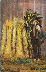 Wheat & Corn Grown in Washington Farming 1910c postcard