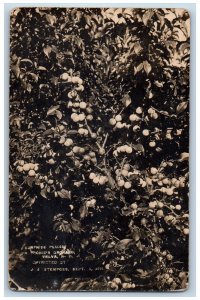 Velva North Dakota ND Postcard Surprise Plums Richie's Orchard 1912 RPPC Photo