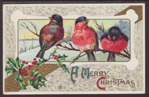 A Merry Christmas,Birds,Holly Postcard 