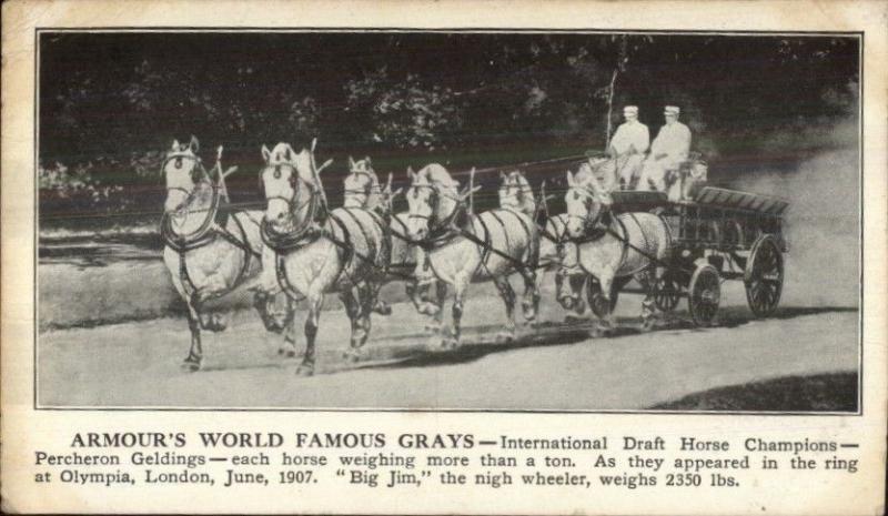 Armour Grays Horse Team Percheron Geldings Olympia London 1907 Postcard