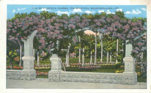 Florida Bougainvillaea Linen Postcard Unused