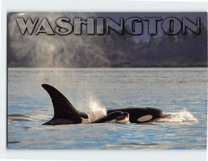 Postcard Orca Mother and Calf Spokane Washington USA