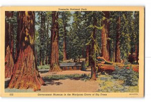 Yosemite National Park California CA Postcard 1930-50 Mariposa Grove of Big Tree