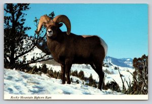 Rocky Mountain Bighorn Ram Snow Covered Grounds 4x6 VINTAGE Postcard 1546