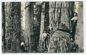 Logging Lumber Scene Washington 1910c postcard