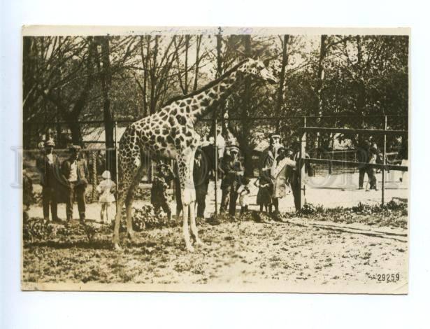 162318 Russia MOSCOW ZOO Giraffe Vintage SOYUZPHOTO 1932 PC