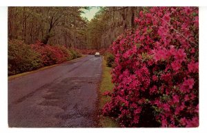 SC - Charleston. Cypress Gardens Entrance  (crease)