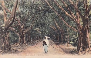 Algeria Alger Jardin d'Essai Allee des Ficus