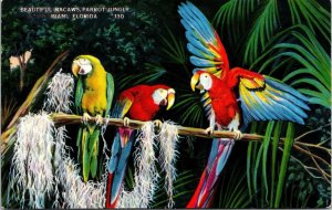 Macaws Parrot Jungle Miami Florida FL Postcard VTG UNP Vintage Unused Chrome 