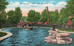 Vintage Postcard 1930's Sea Lion Swimming Pool Forest Park St. Louis Missouri MO